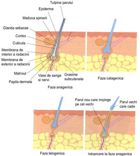 analiza firului de par|Firul de par: structura, compozitie chimica, cadere si diagnostic